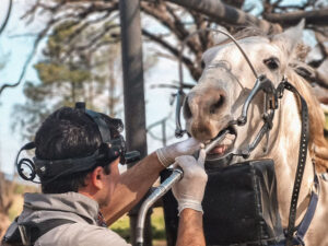 Curso: «Odontología en sistemas productivos equinos: diagnóstico, prevención y manejo de patologías buco-dentales»