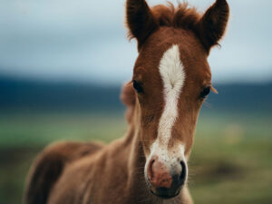 Disertación: Manejo clínico de Rhodococcus equi en el haras
