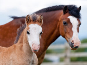 Curso: Manejo pediátrico avanzado