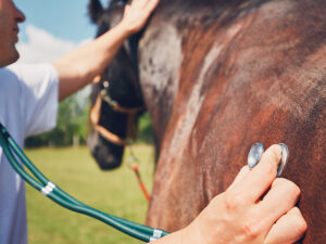 Curso: Manejo de emergencias en medicina equina