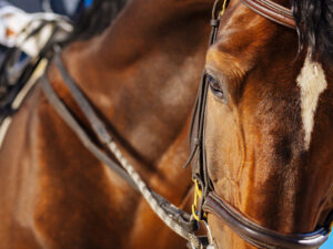 Curso: Fatiga y sobreentrenamiento en el caballo atleta