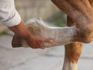 Curso: Manejo de las claudicaciones en equinos