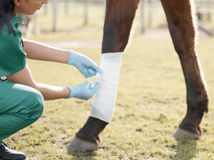 Curso: Manejo ambulatorio de las heridas en equinos