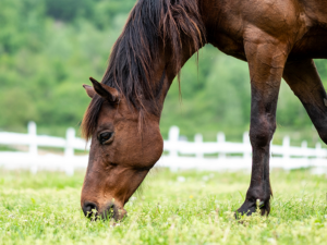 Puntos críticos en la cría de caballos | Preñez: pérdidas y efectos epigenéticos (a largo plazo)