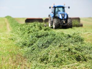 6 – Producción y manejo de forrajes