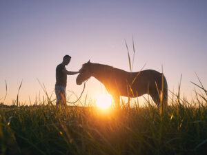 Curso: Manejo Practico del comportamiento equino