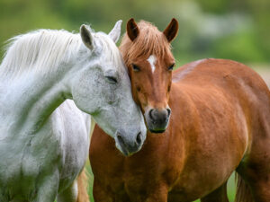 Curso: Comportamiento y bienestar en caballos
