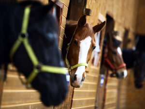 Curso: Sistemas de producción de caballos