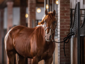 Instalaciones: El entorno en la producción y cría de caballos