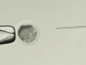 Impacto y desafíos de la producción de embriones in vitro