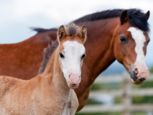 Puntos críticos en la cría de caballos | Cría y recría: los errores irreparables